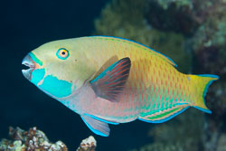 BD-131207-Marsa-Alam-0869-Chlorurus-gibbus-(Rüppell.-1829)-[Heavybeak-parrotfish].jpg